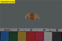 藏品(短指和尚蟹)的圖片